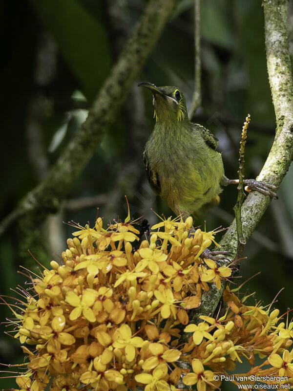 Yellow-eared Spiderhunteradult