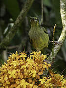 Yellow-eared Spiderhunter