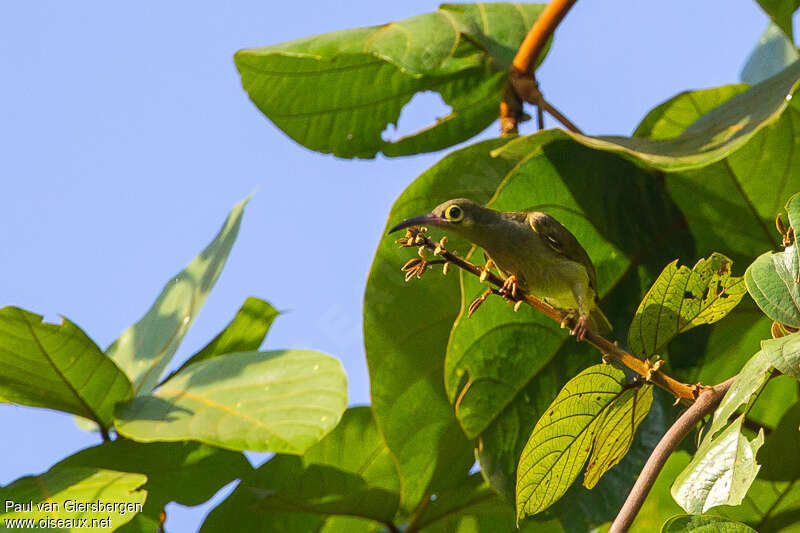 Spectacled Spiderhunteradult