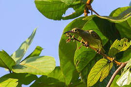 Spectacled Spiderhunter