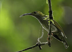 Bornean Spiderhunter