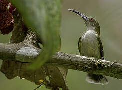 Orange-tufted Spiderhunter