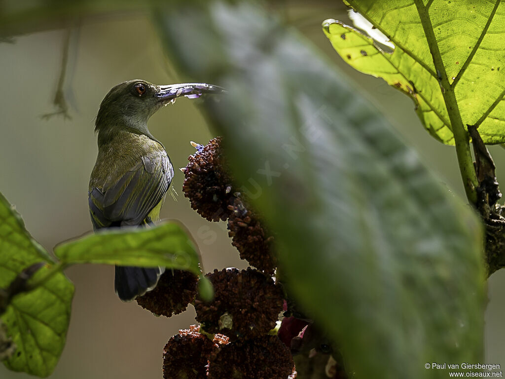 Orange-tufted Spiderhunter