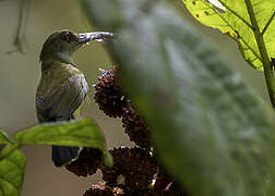 Orange-tufted Spiderhunter