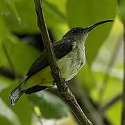 Orange-tufted Spiderhunter