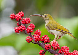 Grey-breasted Spiderhunter