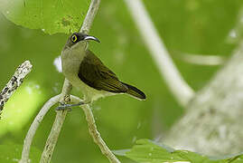 Pale Spiderhunter