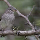 Araguira gris