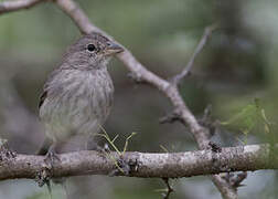 Grey Pileated Finch