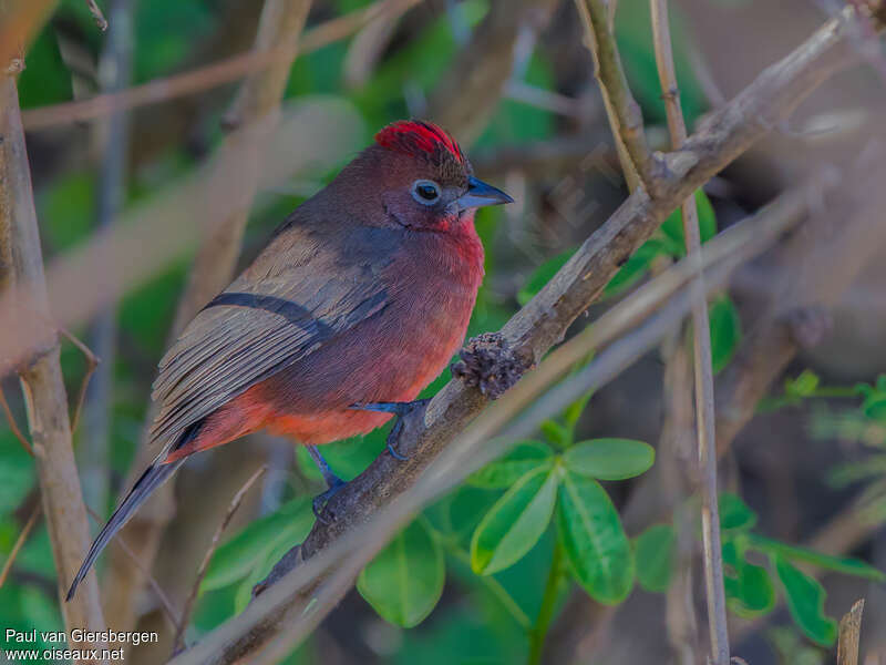 Araguira rougeâtre mâle adulte nuptial, identification