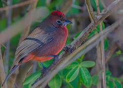 Red Pileated Finch