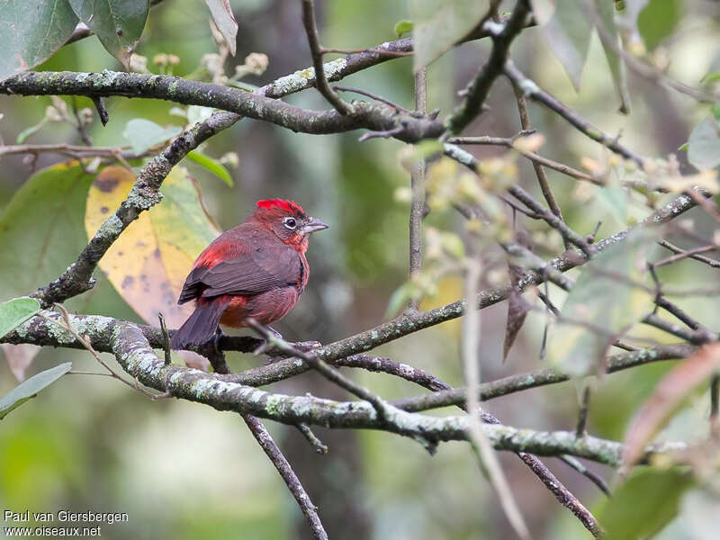 Red Pileated Finch male adult breeding, habitat, pigmentation