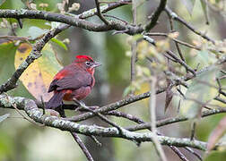 Red Pileated Finch