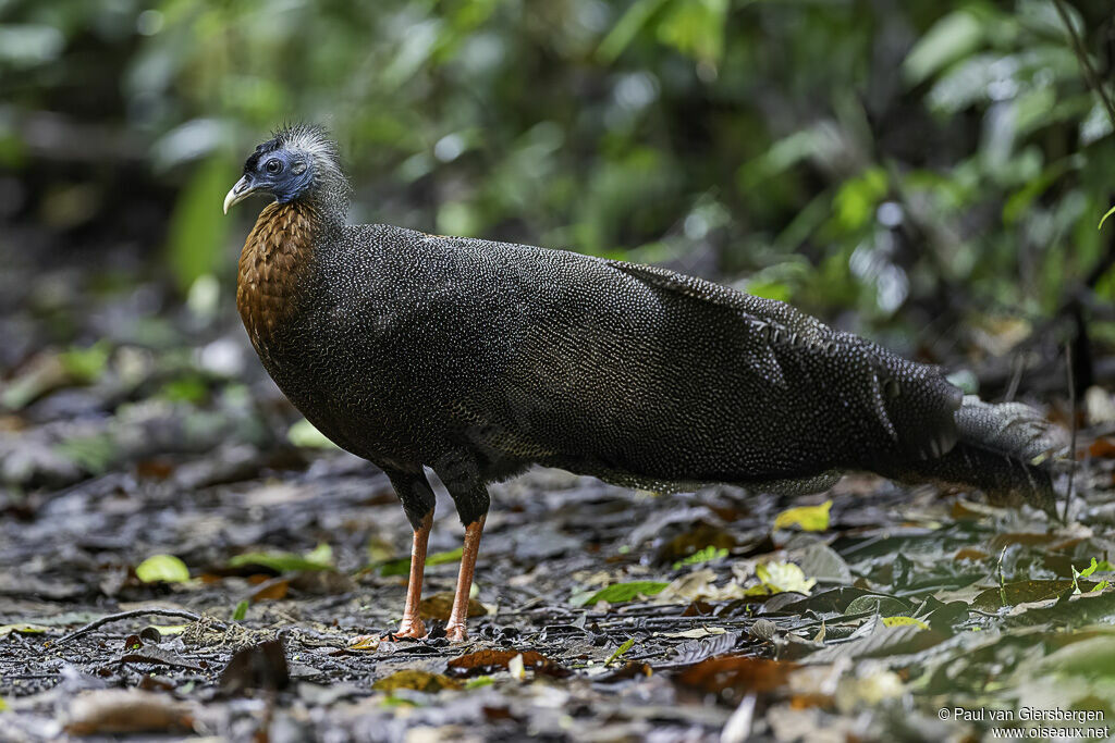 Great Argus male adult