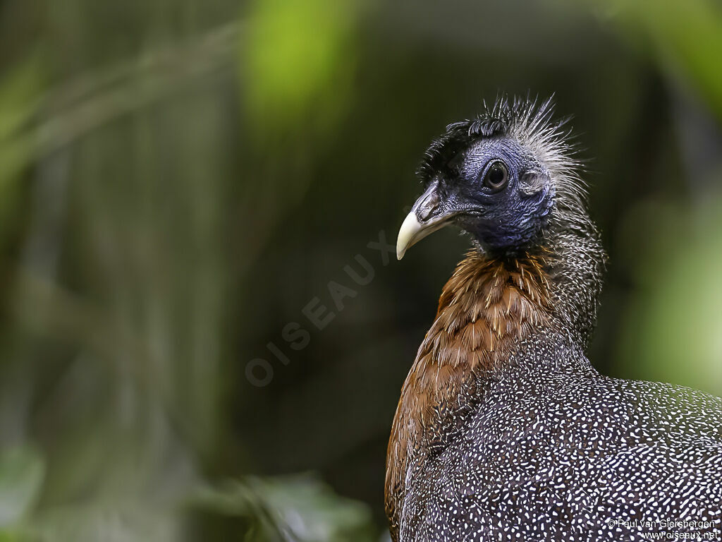 Great Argus male adult