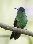 Indigo-capped Hummingbird