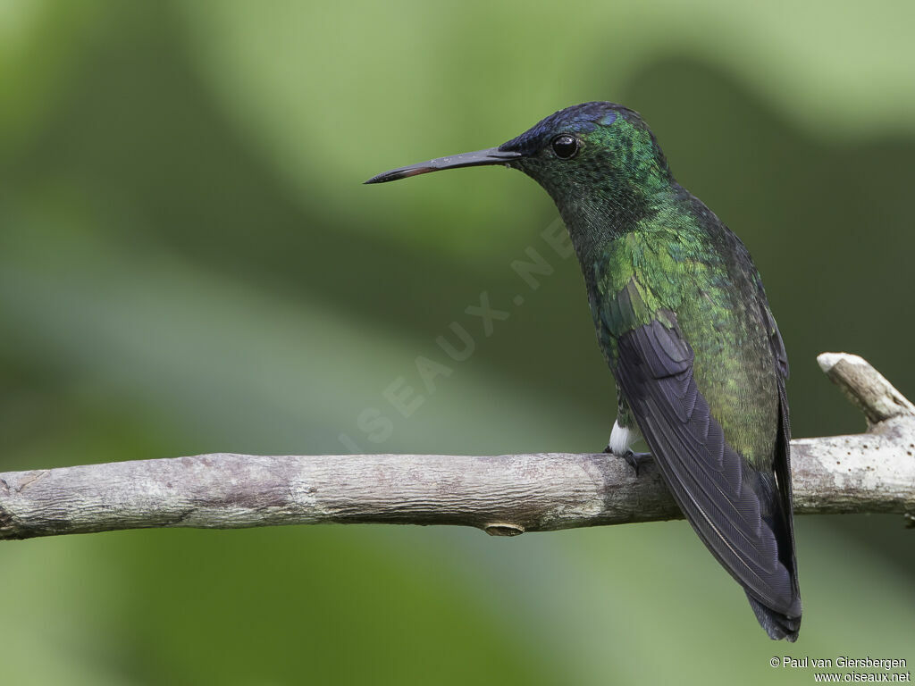 Indigo-capped Hummingbirdadult