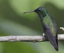 Indigo-capped Hummingbird