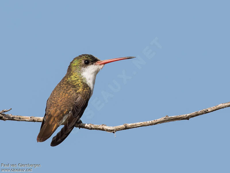 Green-fronted Hummingbirdadult, identification