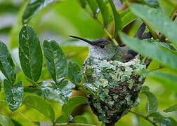 White-bellied Hummingbird