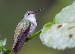 White-bellied Hummingbird