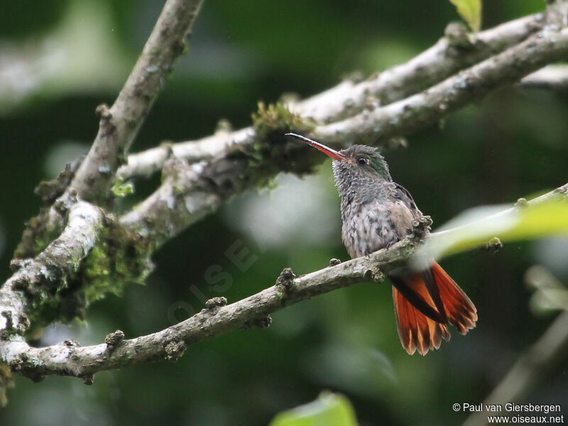 Rufous-tailed Hummingbird