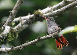 Rufous-tailed Hummingbird