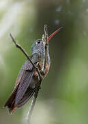 Rufous-tailed Hummingbird