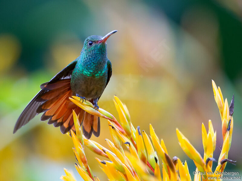 Rufous-tailed Hummingbird