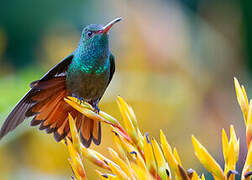 Rufous-tailed Hummingbird