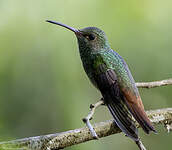 Ariane à ventre gris