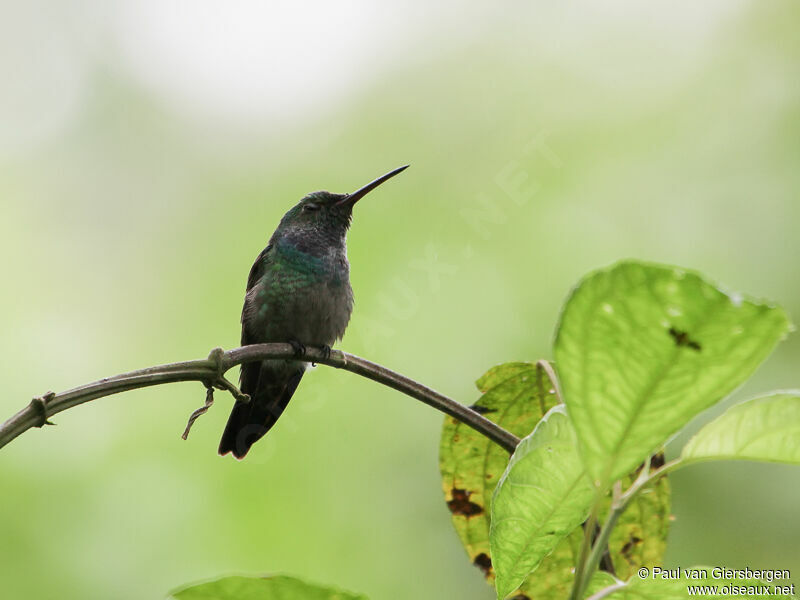 Blue-chested Hummingbird