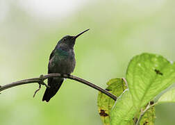 Blue-chested Hummingbird