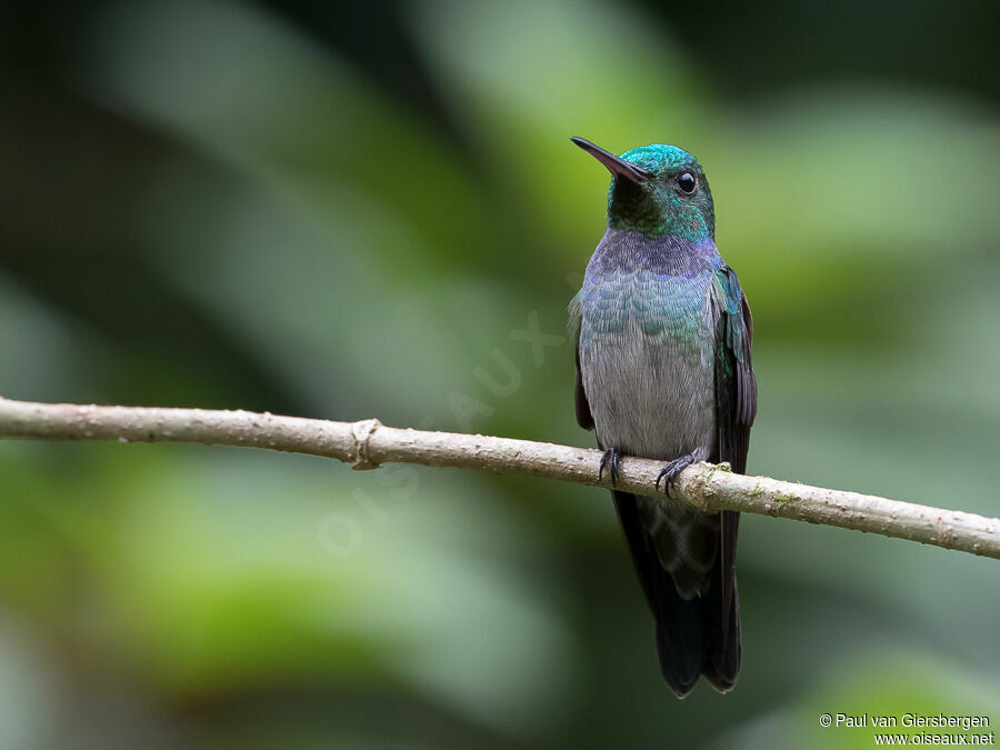 Blue-chested Hummingbirdadult