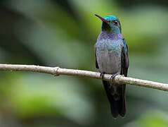 Blue-chested Hummingbird