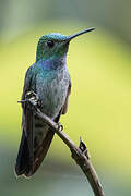 Blue-chested Hummingbird