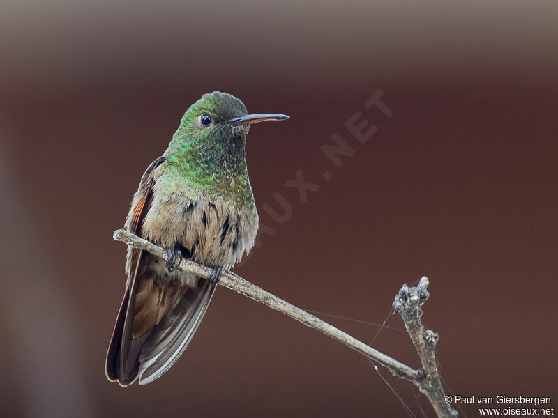 Berylline Hummingbird