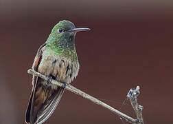 Berylline Hummingbird
