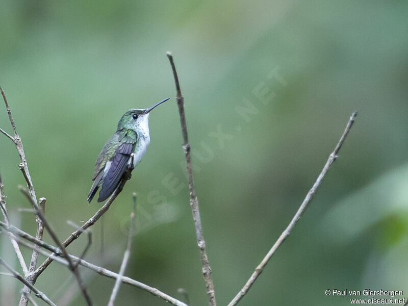 White-bellied Emerald