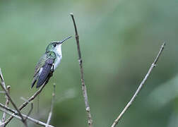 White-bellied Emerald