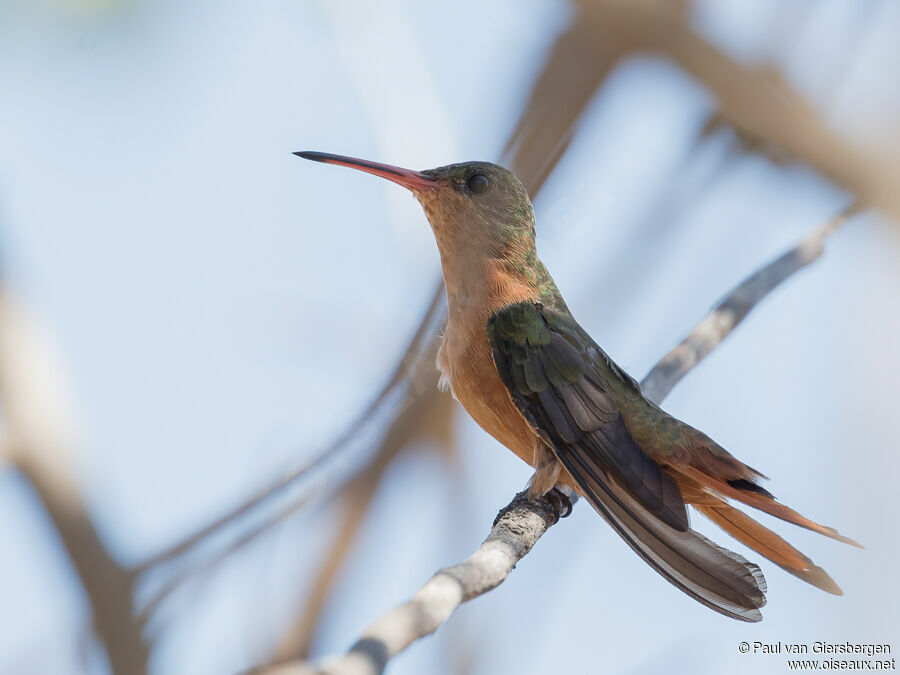 Cinnamon Hummingbirdadult