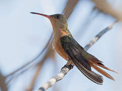 Cinnamon Hummingbird