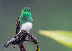 Snowy-bellied Hummingbird