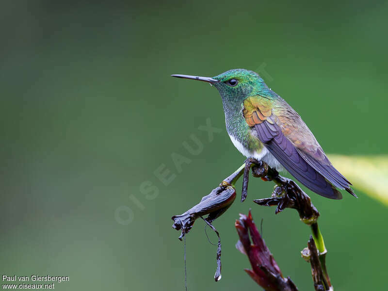 Snowy-bellied Hummingbirdadult, identification