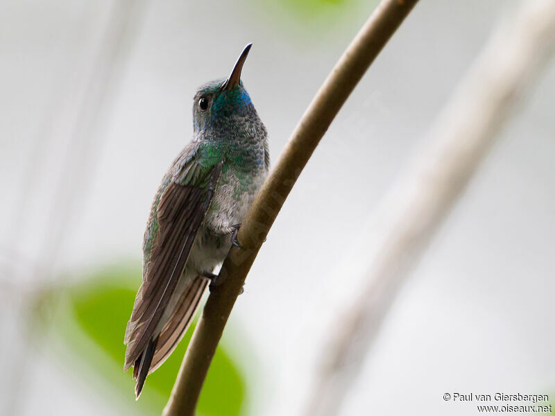 Mangrove Hummingbird