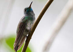 Mangrove Hummingbird