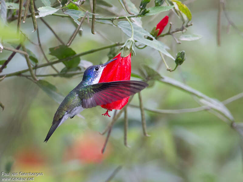 Andean Emerald male adult, habitat, pigmentation, eats