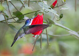 Andean Emerald