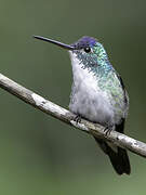 Andean Emerald