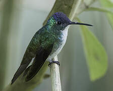 Andean Emerald